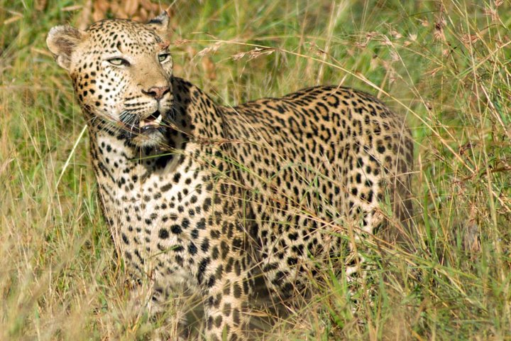 Kruger National Park, Safari Game Drive. - Photo 1 of 18